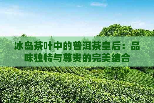 冰岛茶叶中的普洱茶皇后：品味独特与尊贵的完美结合