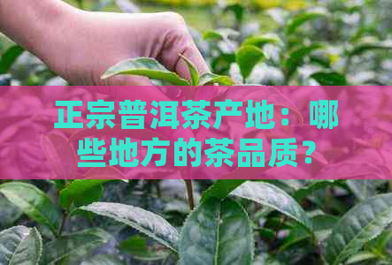 正宗普洱茶产地：哪些地方的茶品质？