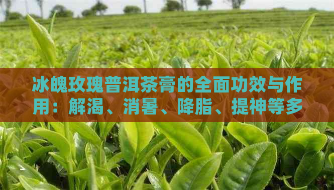 冰魄玫瑰普洱茶膏的全面功效与作用：解渴、消暑、降脂、提神等多方面好处