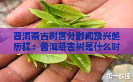 普洱茶古树区分时间及兴起历程：普洱茶古树是什么时候区分的？