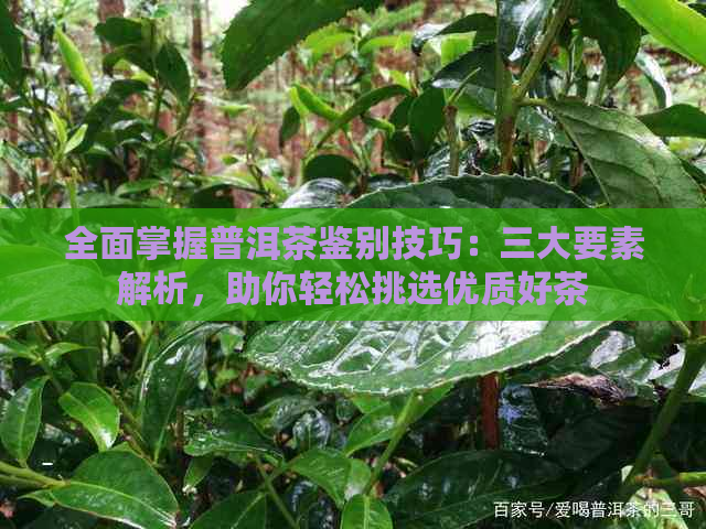 全面掌握普洱茶鉴别技巧：三大要素解析，助你轻松挑选优质好茶