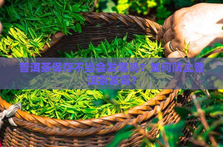 普洱茶保存不当会发霉吗？如何防止普洱茶发霉？