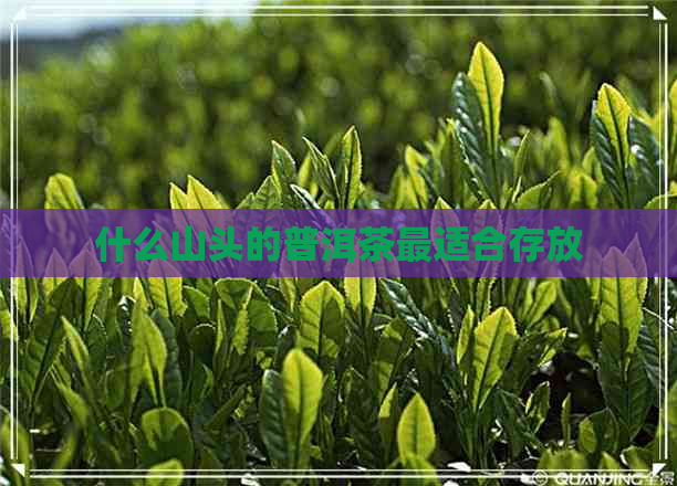 什么山头的普洱茶最适合存放