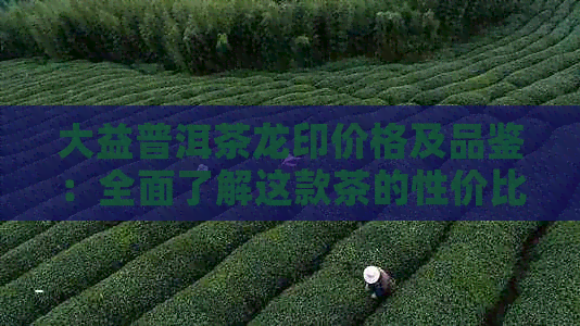 大益普洱茶龙印价格及品鉴：全面了解这款茶的性价比与口感体验