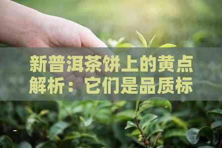 新普洱茶饼上的黄点解析：它们是品质标志还是仓问题？