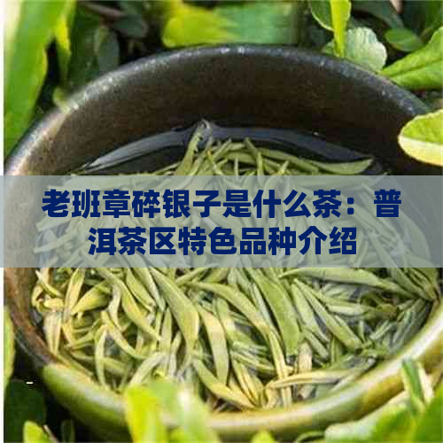 老班章碎银子是什么茶：普洱茶区特色品种介绍