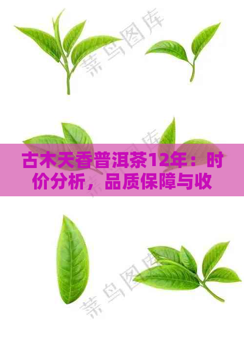 古木天香普洱茶12年：时价分析，品质保障与收藏价值