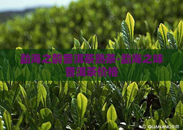 勐海之韵普洱茶熟茶-勐海之味普洱茶价格