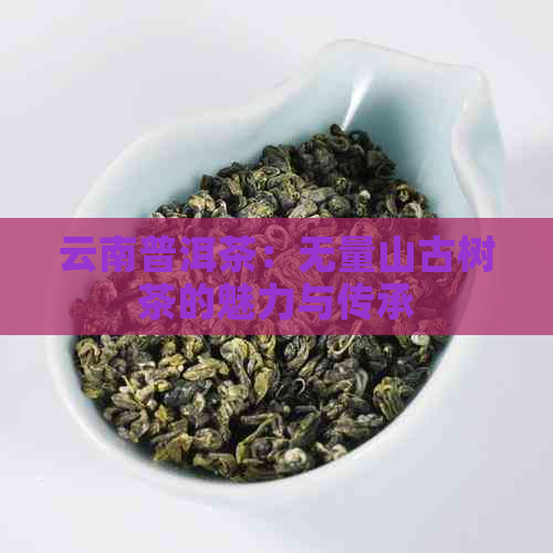 云南普洱茶：无量山古树茶的魅力与传承