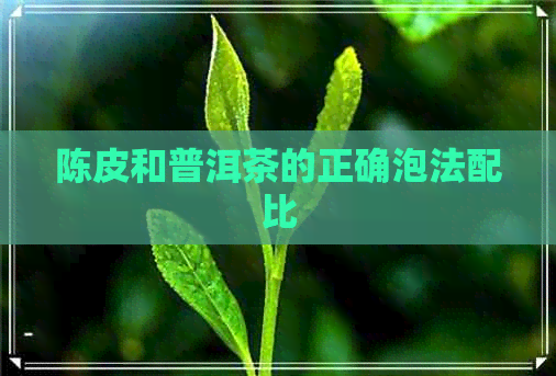 陈皮和普洱茶的正确泡法配比