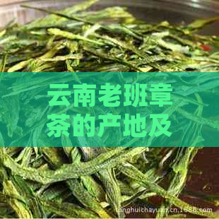 云南老班章茶的产地及其特色：了解这个地区的茶叶文化