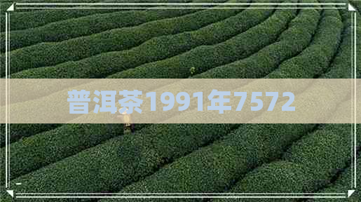 普洱茶1991年7572