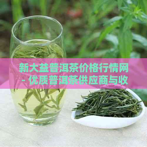 新大益普洱茶价格行情网 - 优质普洱茶供应商与收藏投资指南