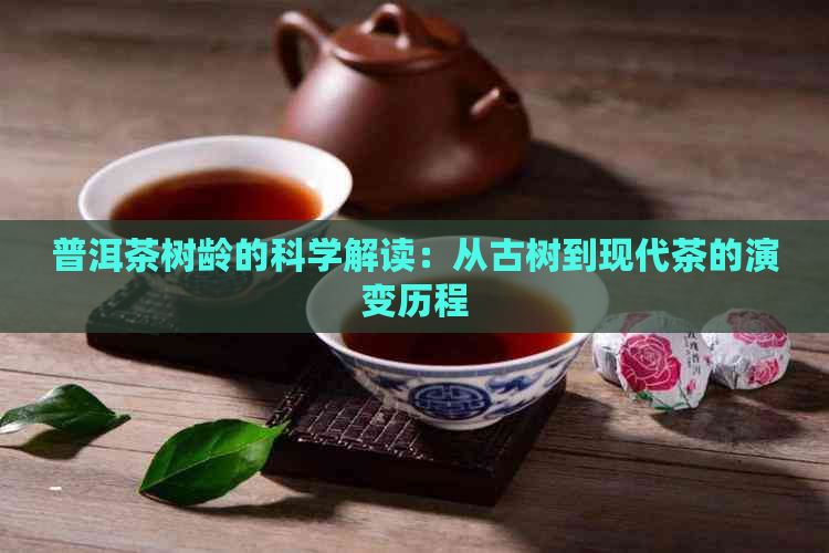 普洱茶树龄的科学解读：从古树到现代茶的演变历程