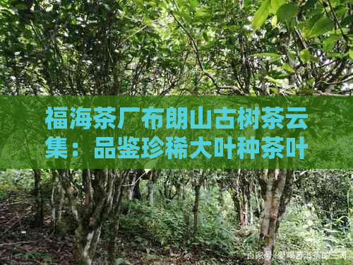 福海茶厂布朗山古树茶云集：品鉴珍稀大叶种茶叶的魅力