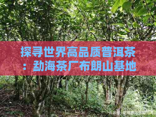 探寻世界高品质普洱茶：勐海茶厂布朗山基地之旅