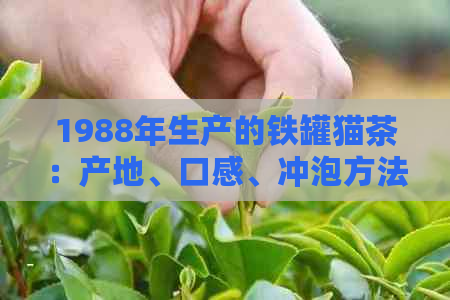 1988年生产的铁罐猫茶：产地、口感、冲泡方法和收藏价值全面解析