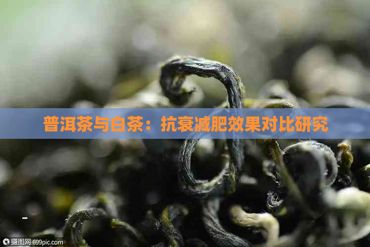 普洱茶与白茶：抗衰减肥效果对比研究