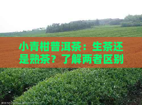 小青柑普洱茶：生茶还是熟茶？了解两者区别及适用场景