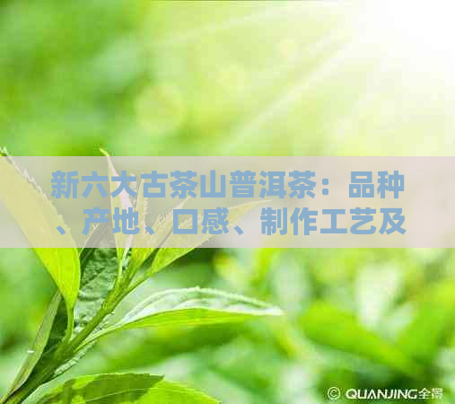 新六大古茶山普洱茶：品种、产地、口感、制作工艺及品饮方法的全面解析