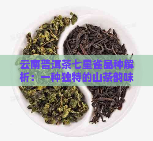 云南普洱茶七星雀品种解析：一种独特的山茶韵味体验