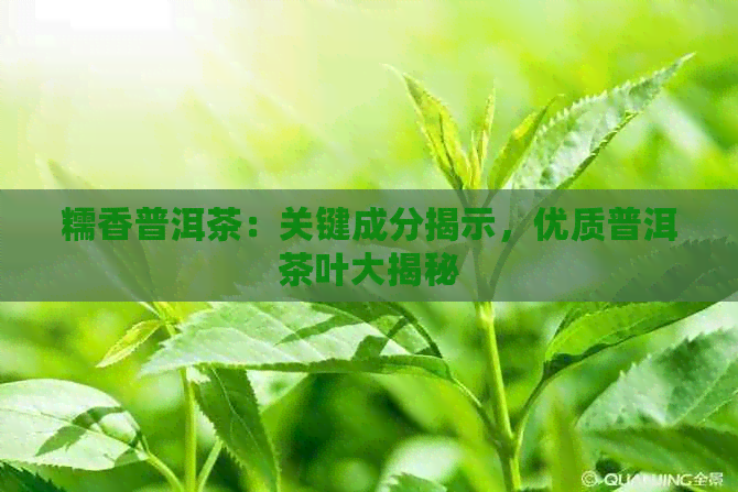 糯香普洱茶：关键成分揭示，优质普洱茶叶大揭秘