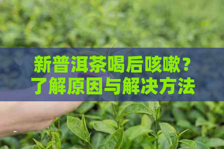 新普洱茶喝后咳嗽？了解原因与解决方法！