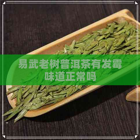 易武老树普洱茶有发霉味道正常吗