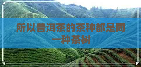 所以普洱茶的茶种都是同一种茶树