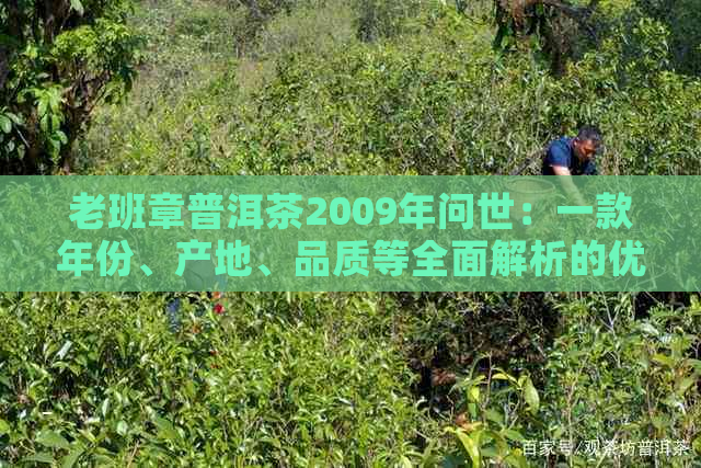 老班章普洱茶2009年问世：一款年份、产地、品质等全面解析的优质茶叶