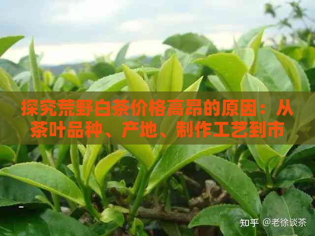 探究荒野白茶价格高昂的原因：从茶叶品种、产地、制作工艺到市场供求