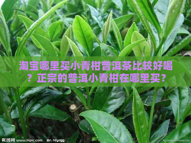 淘宝哪里买小青柑普洱茶比较好喝？正宗的普洱小青柑在哪里买？