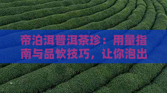 帝泊洱普洱茶珍：用量指南与品饮技巧，让你泡出口感