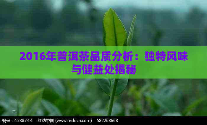 2016年普洱茶品质分析：独特风味与健益处揭秘