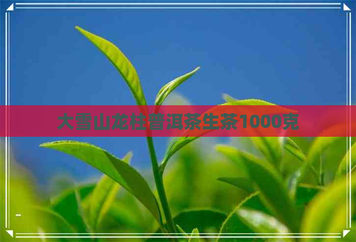 大雪山龙柱普洱茶生茶1000克