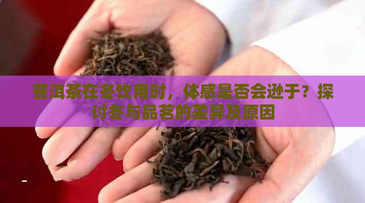 普洱茶在冬饮用时，体感是否会逊于？探讨冬与品茗的差异及原因