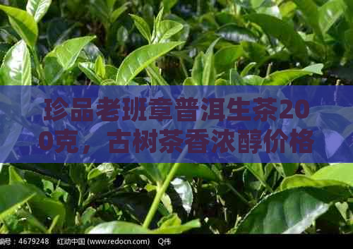 珍品老班章普洱生茶200克，古树茶香浓醇价格实