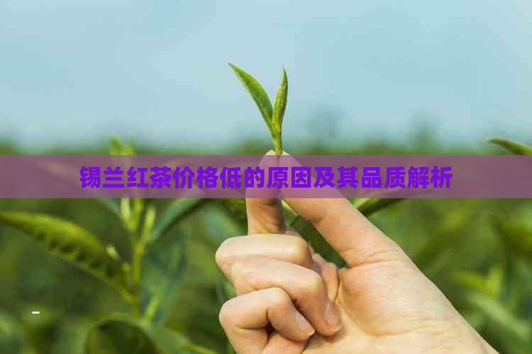 锡兰红茶价格低的原因及其品质解析