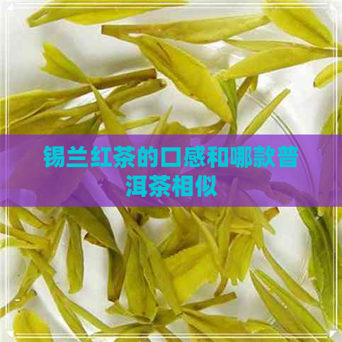 锡兰红茶的口感和哪款普洱茶相似