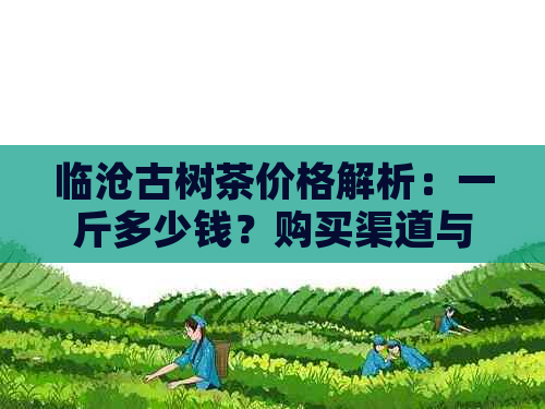 临沧古树茶价格解析：一斤多少钱？购买渠道与品质影响因素探讨