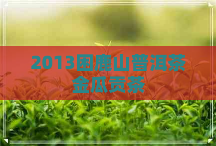 2013困鹿山普洱茶金瓜贡茶