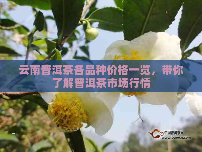 云南普洱茶各品种价格一览，带你了解普洱茶市场行情