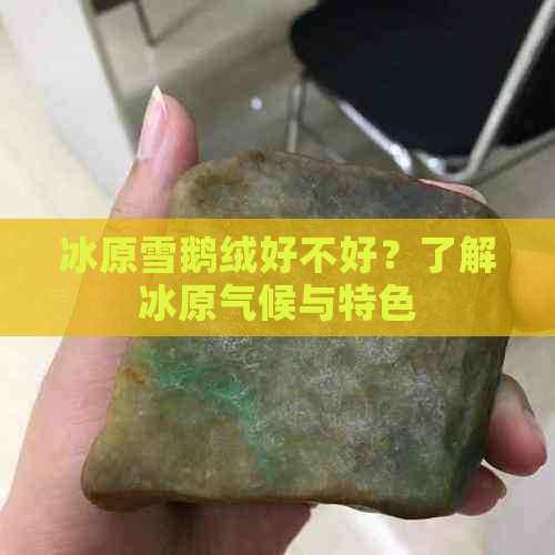 冰原雪鹅绒好不好？了解冰原气候与特色