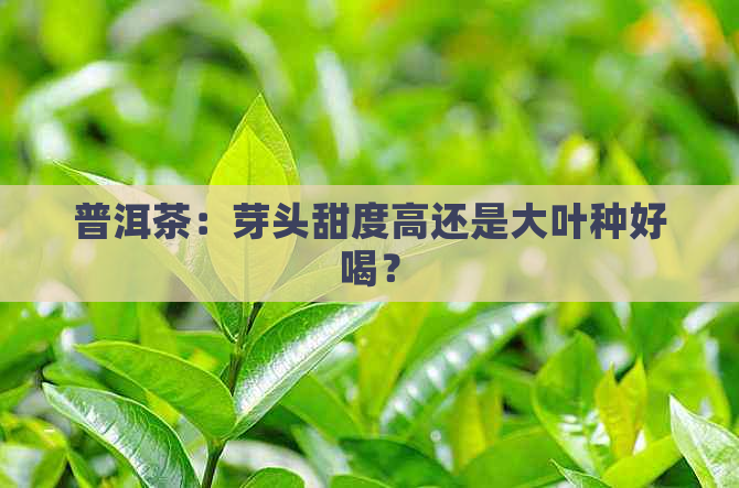 普洱茶：芽头甜度高还是大叶种好喝？