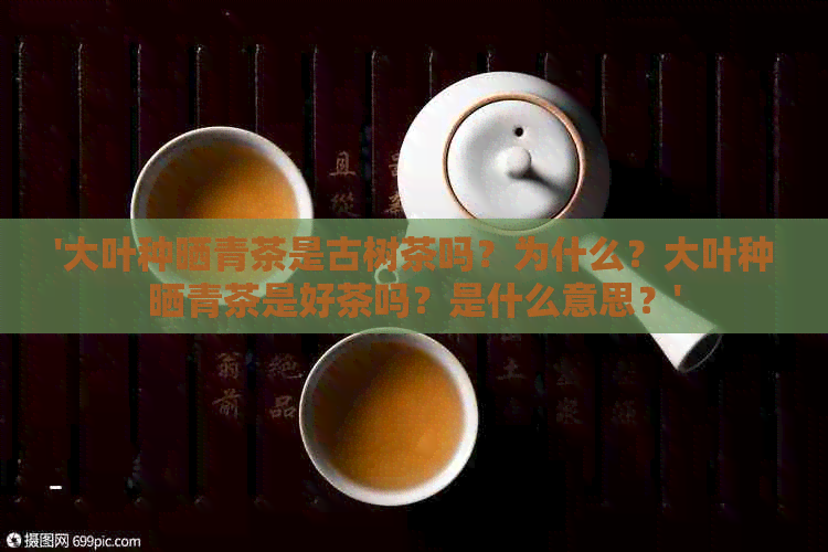 '大叶种晒青茶是古树茶吗？为什么？大叶种晒青茶是好茶吗？是什么意思？'