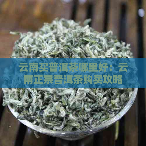 云南买普洱茶哪里好：云南正宗普洱茶购买攻略