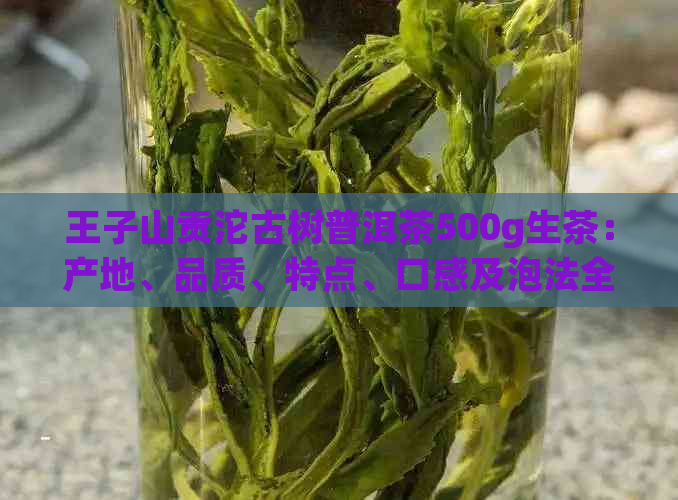 王子山贡沱古树普洱茶500g生茶：产地、品质、特点、口感及泡法全方位解析