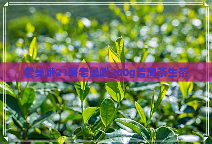 老曼峨21号老曼峨200g普洱茶生茶