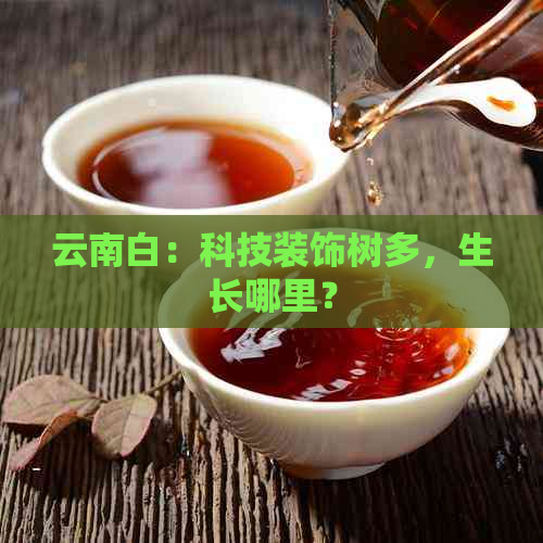 云南白：科技装饰树多，生长哪里？