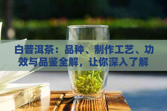 白普洱茶：品种、制作工艺、功效与品鉴全解，让你深入了解这种茶的奥秘